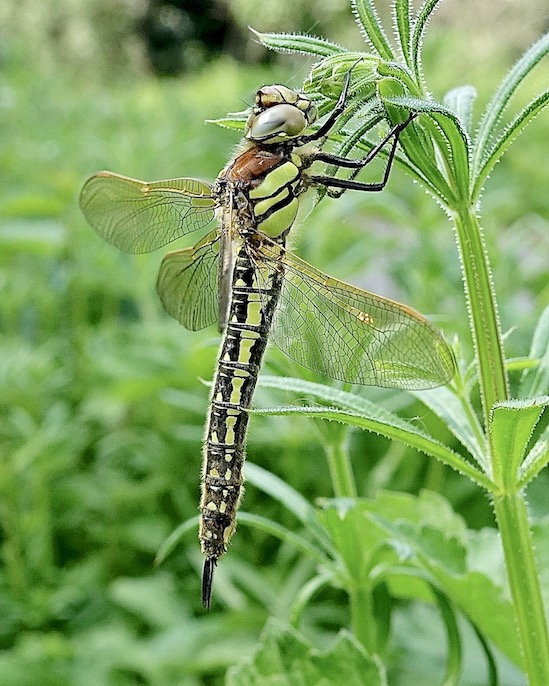 hairy dragonfly